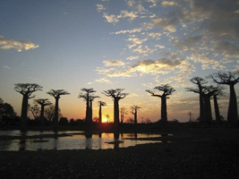 101 baobab